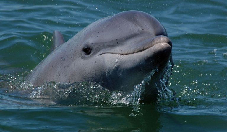 Where to See Dolphins in Tenerife in 2025?