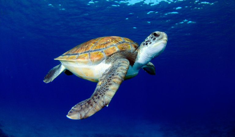 Where to Snorkel with Turtles in Tenerife in 2025?